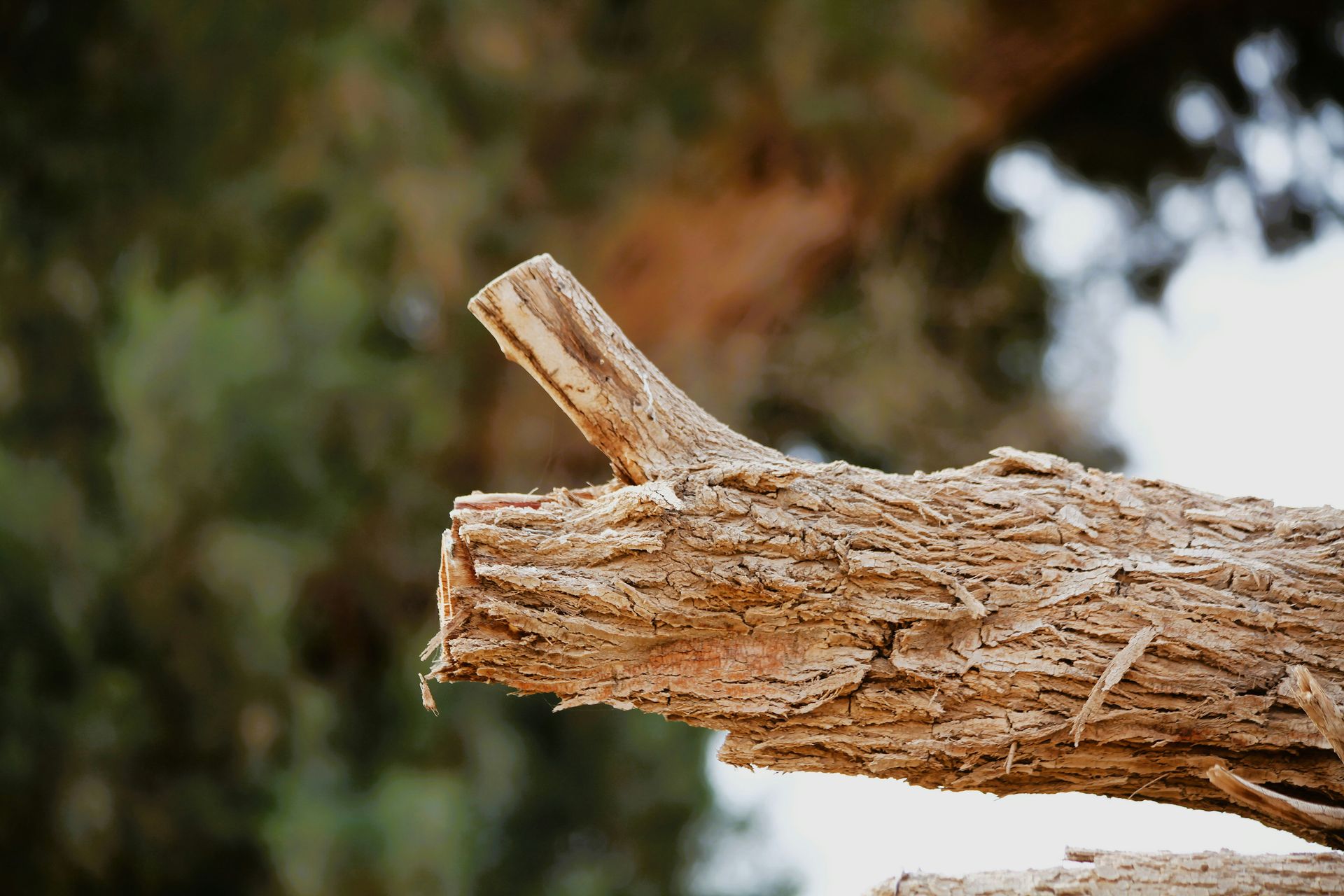 A close up of a branch of a tree